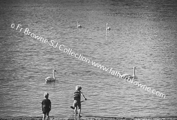 BIRDS ON ABBEY RIVER